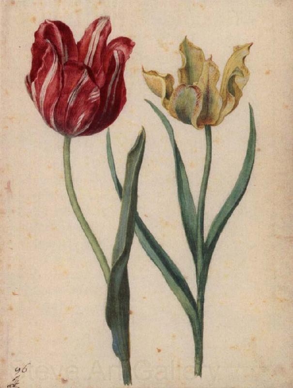 Georg Flegel Two Tulips Norge oil painting art